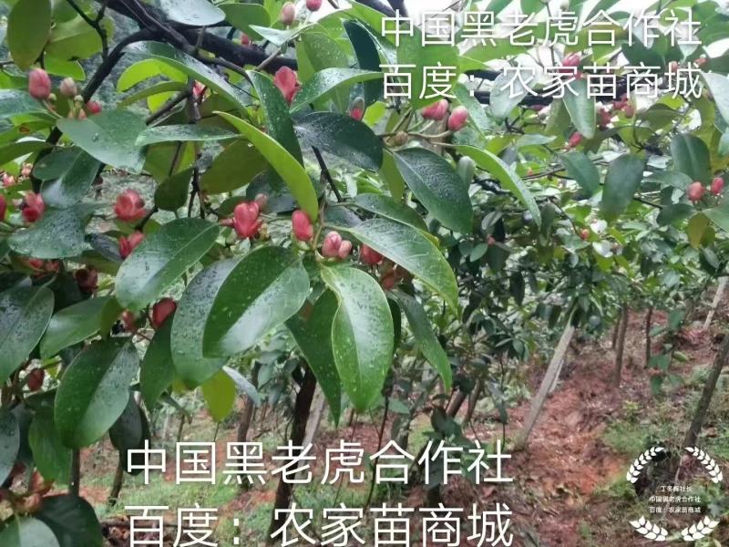 无籽黑老虎苗布福娜苗合作社免费送苗包回收