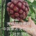 无籽黑老虎苗布福娜苗合作社免费送苗包回收