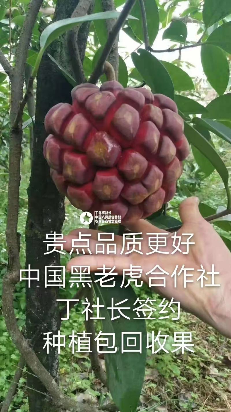 无籽黑老虎苗布福娜苗合作社免费送苗包回收