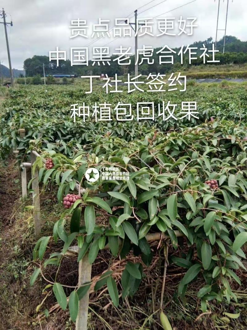 无籽黑老虎苗布福娜苗合作社免费送苗包回收