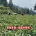 无籽黑老虎苗布福娜苗合作社免费送苗包回收