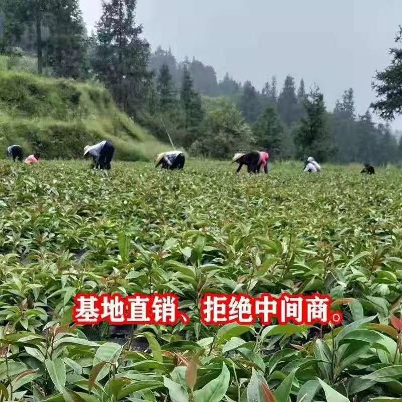 无籽黑老虎苗布福娜苗合作社免费送苗包回收
