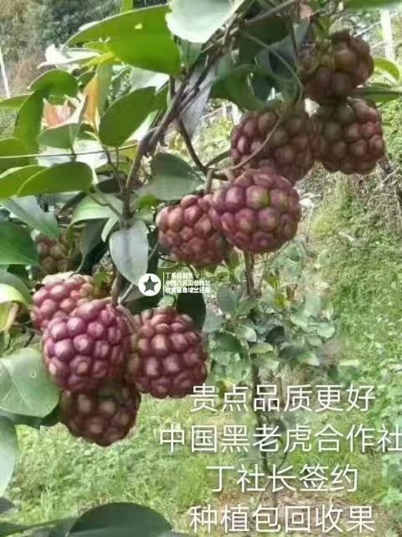 无籽黑老虎苗布福娜苗合作社免费送苗包回收