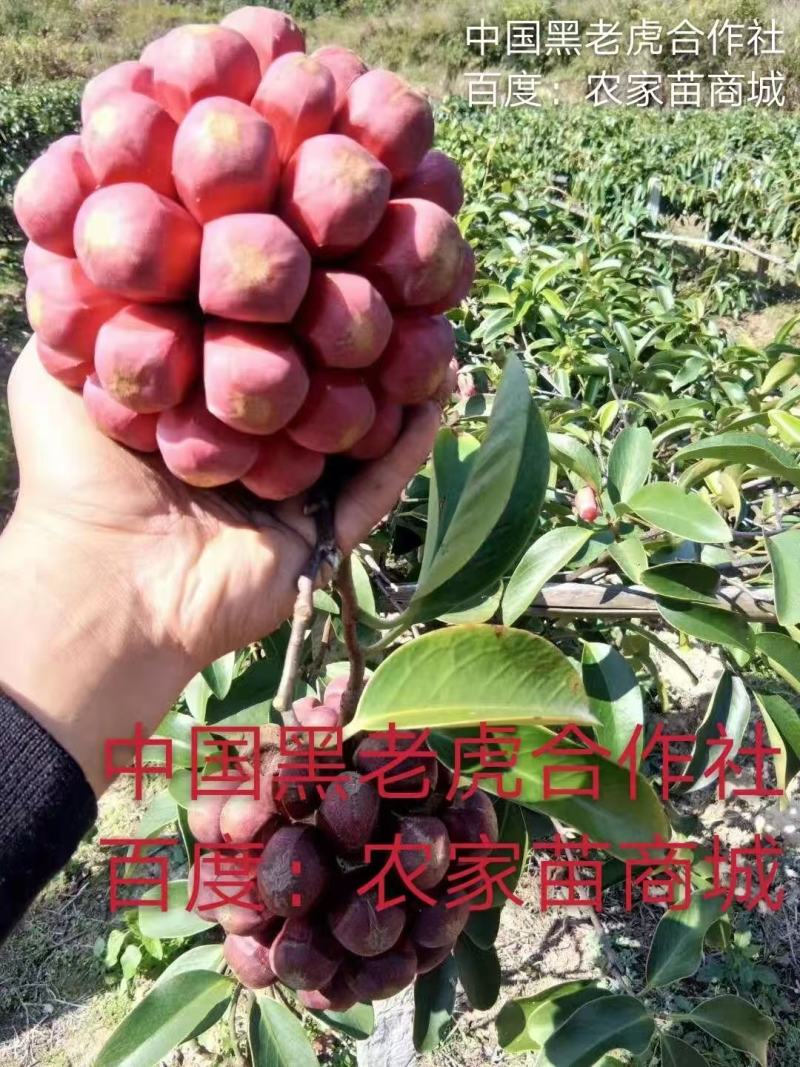 无籽黑老虎苗布福娜苗合作社免费送苗包回收