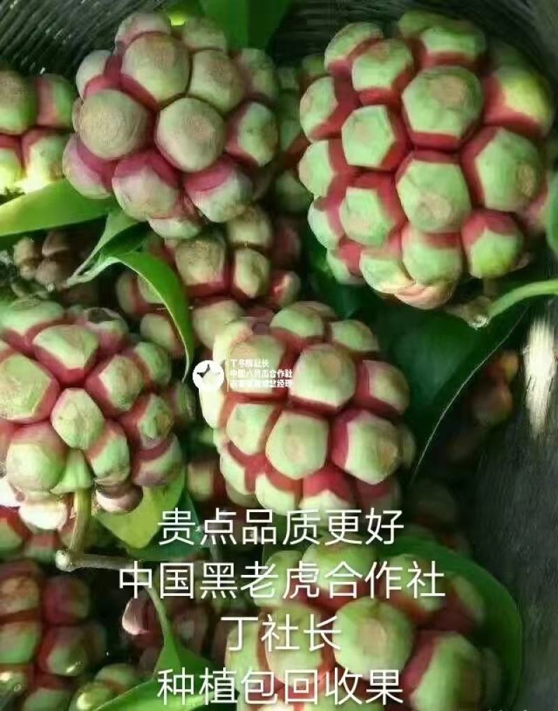 无籽黑老虎苗布福娜苗合作社免费送苗包回收