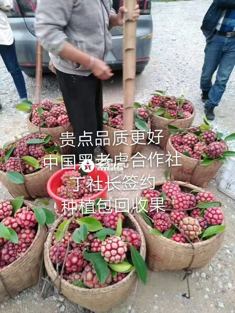 无籽黑老虎苗布福娜苗合作社免费送苗包回收