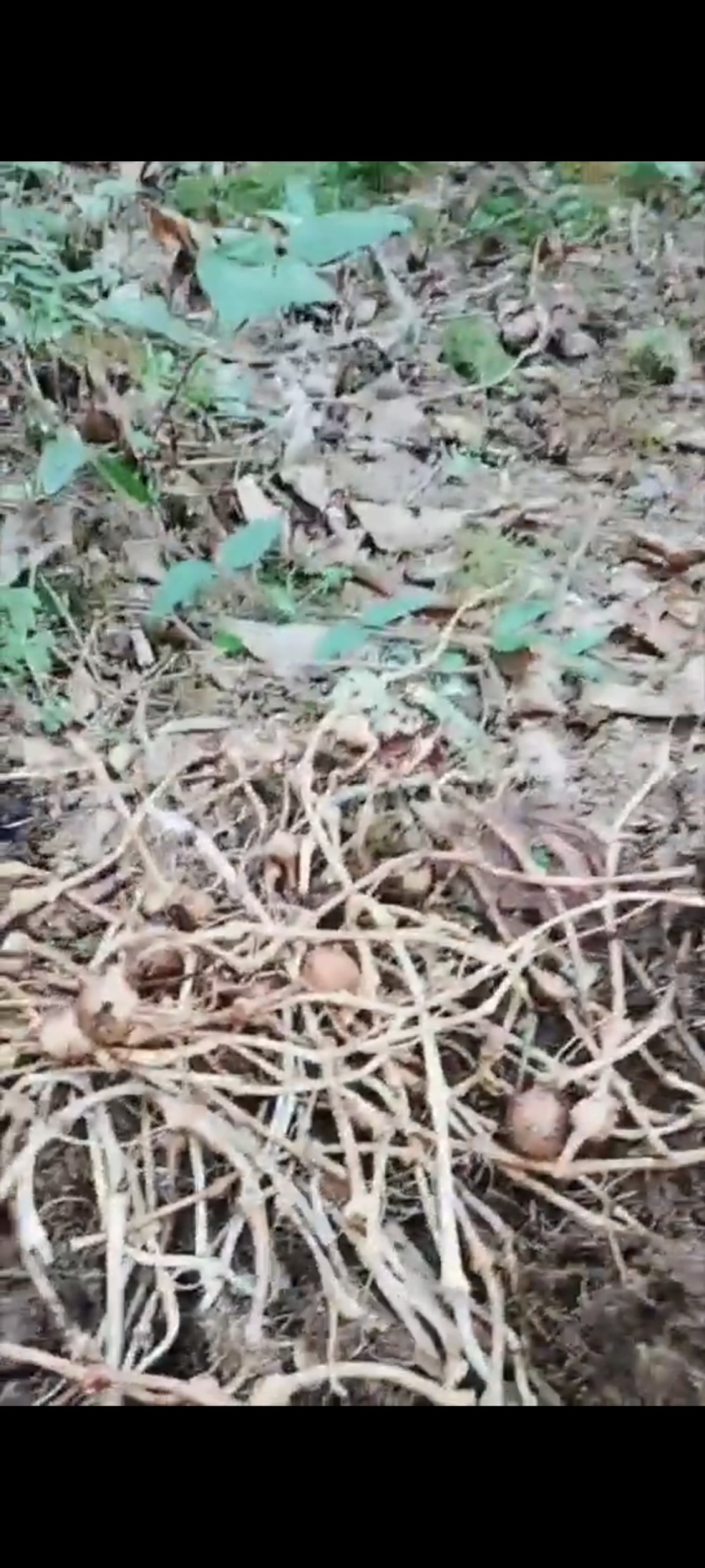 三七西藏产地直发本地特产保证正品全国包邮