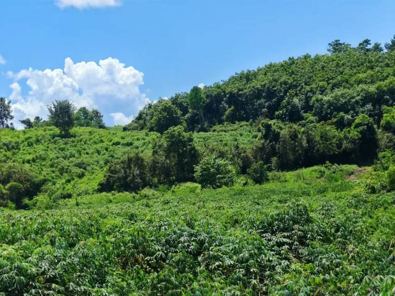 老挝原产地木薯淀粉木薯粉源头工厂品质稳定货源充足