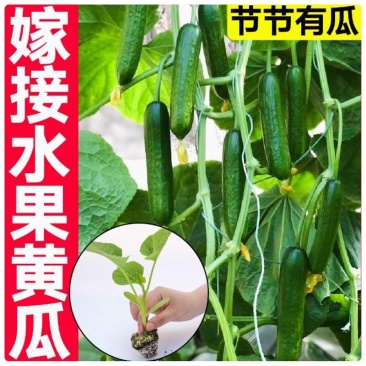 黄瓜苗优惠黄瓜苗奥兰德黄瓜苗嫁接水果黄瓜苗秧强磁油亮特高