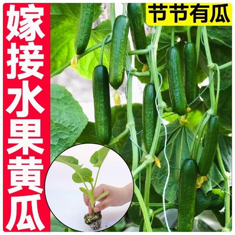 黄瓜苗优惠黄瓜苗奥兰德黄瓜苗嫁接水果黄瓜苗秧强磁油亮特高