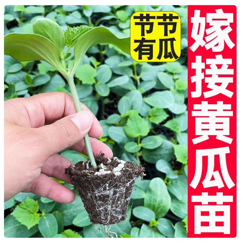 黄瓜苗优惠黄瓜苗奥兰德黄瓜苗嫁接水果黄瓜苗秧强磁油亮特高