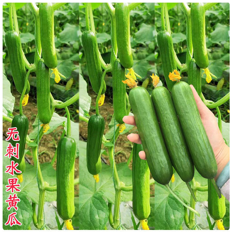 黄瓜苗优惠黄瓜苗奥兰德黄瓜苗嫁接水果黄瓜苗秧强磁油亮特高