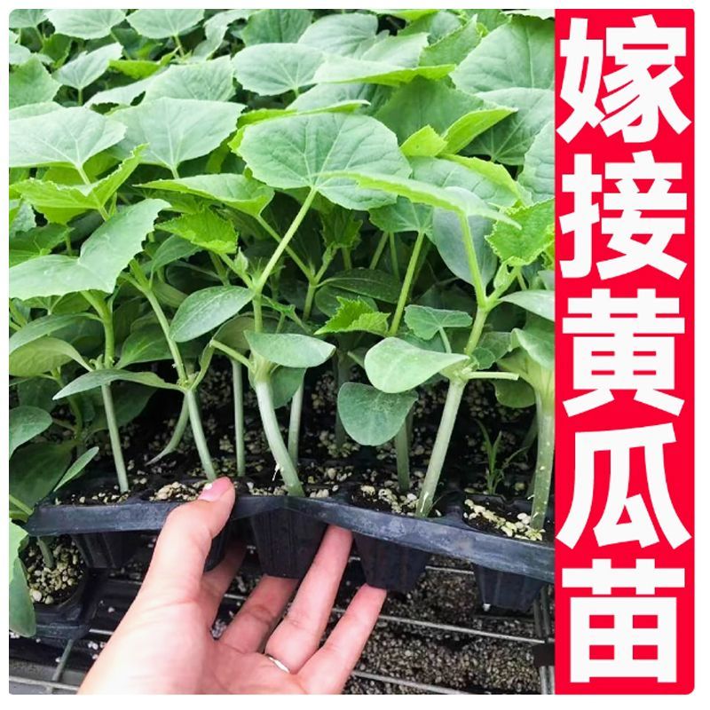 黄瓜苗优惠黄瓜苗奥兰德黄瓜苗嫁接水果黄瓜苗秧强磁油亮特高