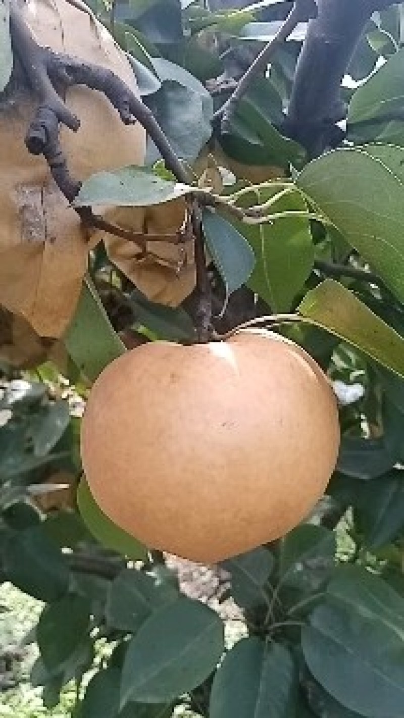 2025年头茬金果梨，皮薄肉厚，核小无渣，抗老化自家果园
