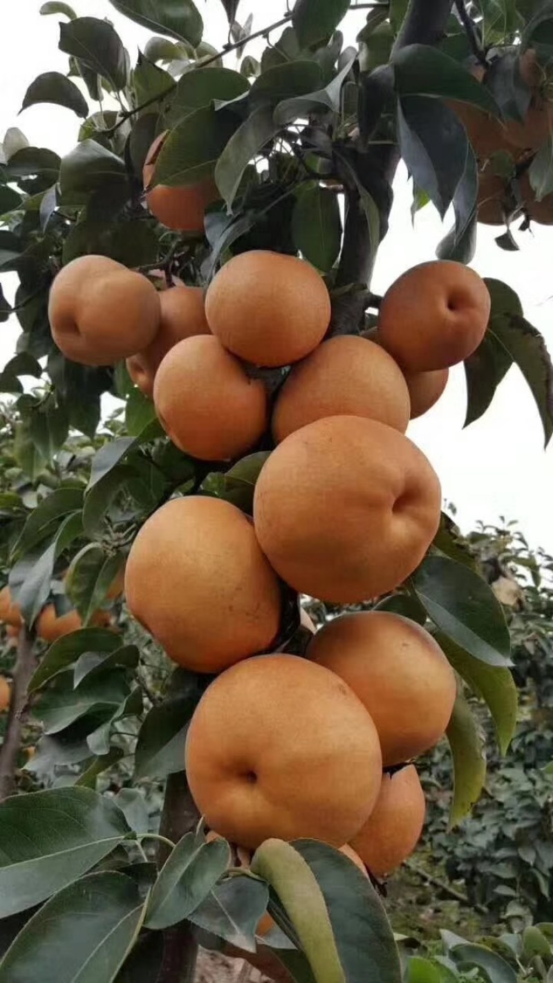 2025年头茬金果梨，皮薄肉厚，核小无渣，抗老化自家果园