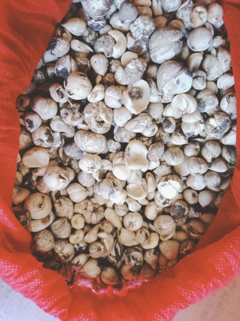 贝母西藏产地直发本地特产保证正品全国包邮