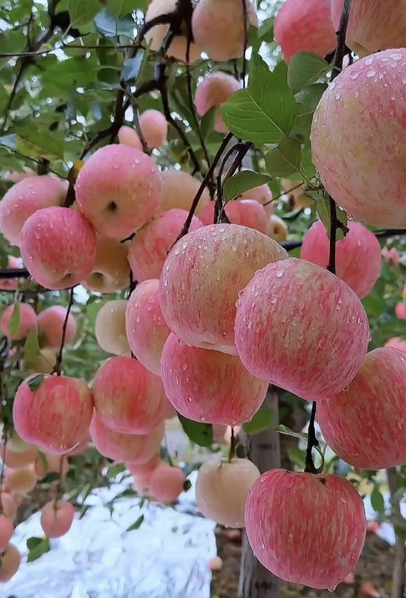 红富士苹果大量现货供应常年有货。沂蒙山区优质果园常年有货