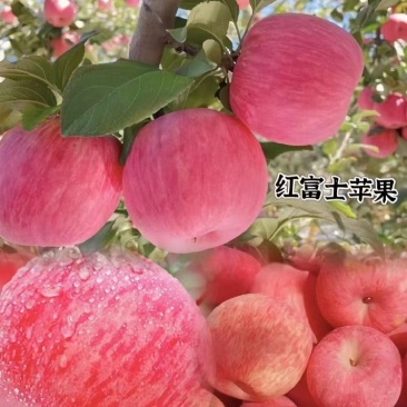 山东红富士苹果基地，全年供应优质红富士苹果，保质保量。