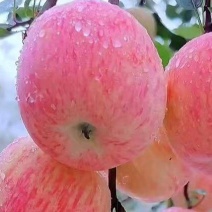 红富士苹果大量现货供应需要的老板通过短视频随时联