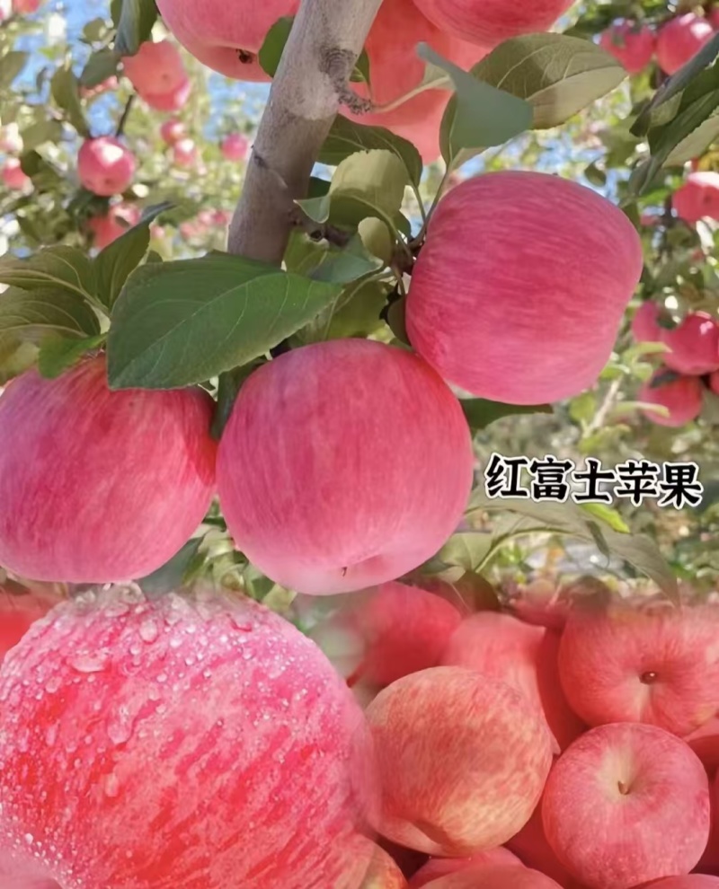 红富士苹果大量现货供应需要的老板通过短视频随时联