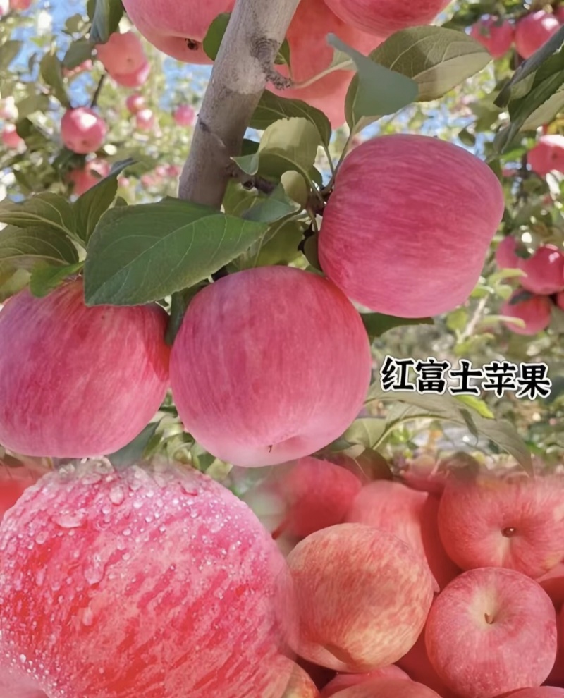 山东红富士苹果大量现货供应质优价廉欢迎采购。