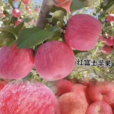 红富士苹果大量上市质优价廉随到随装按需分拣。