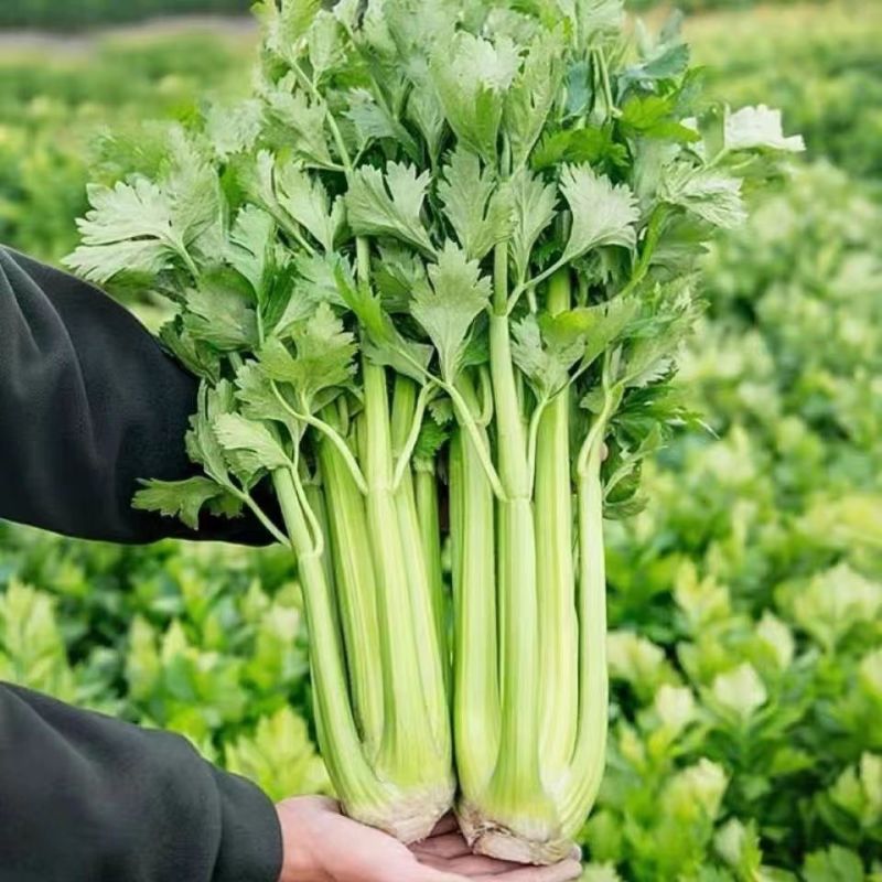 河南安阳新鲜芹菜，现挖现采，质量很好！