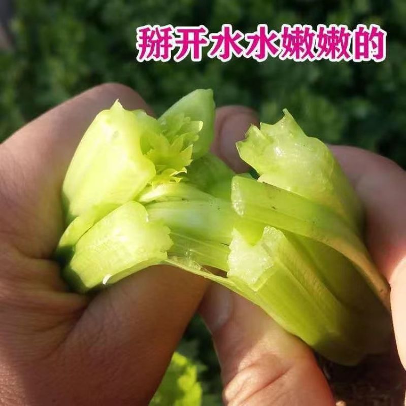 河南安阳新鲜芹菜，现挖现采，质量很好！