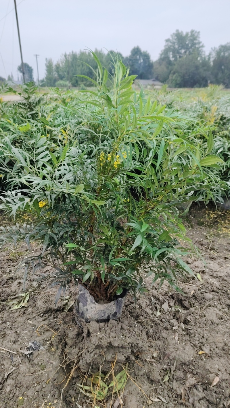 18杯十大功劳