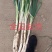 山东长白大葱，章丘大葱，纯白35到叉口55左右！产地直供