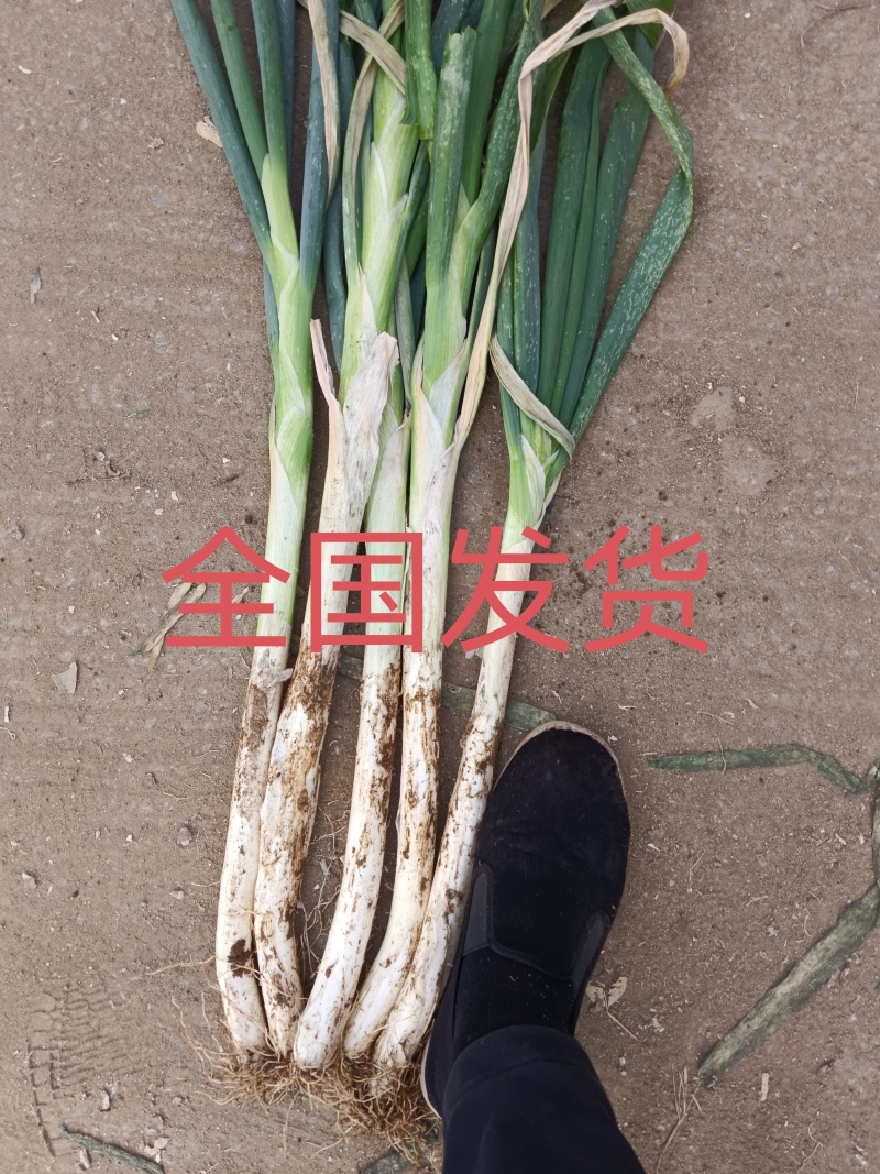 山东长白大葱，章丘大葱，纯白35到叉口55左右！产地直供