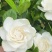 大栀子花苗