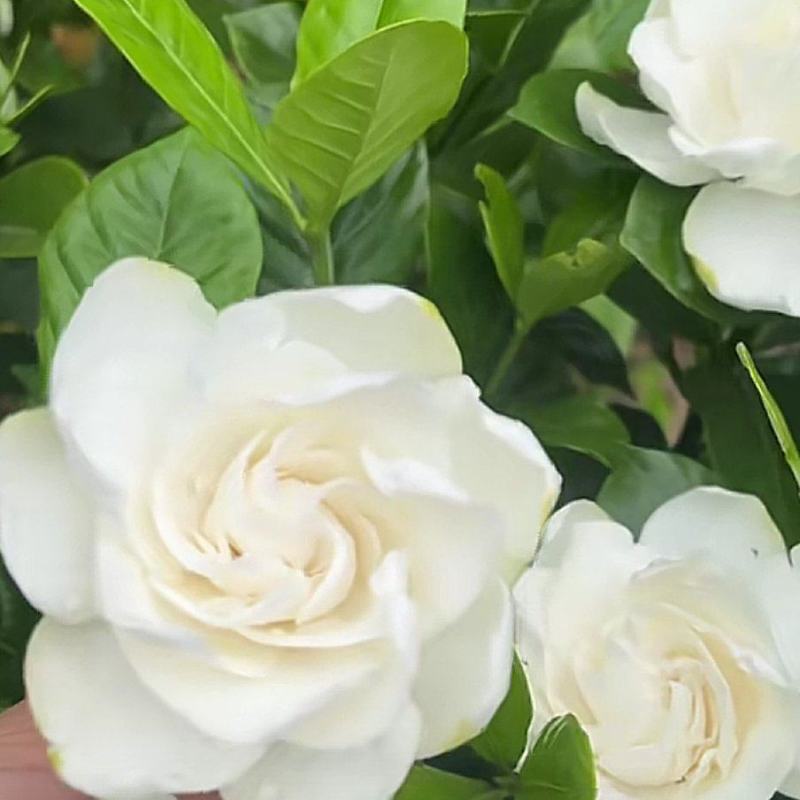 大栀子花苗