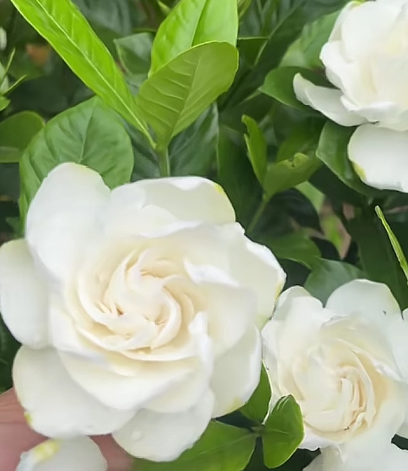 大栀子花苗