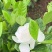 大栀子花苗