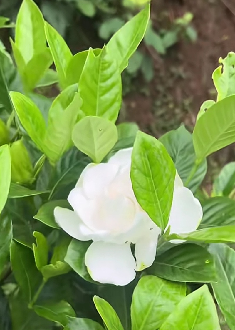 大栀子花苗