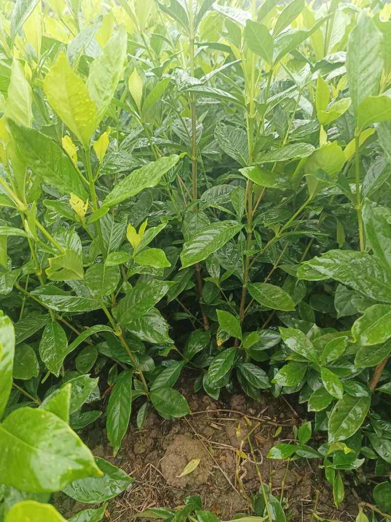 大栀子花苗