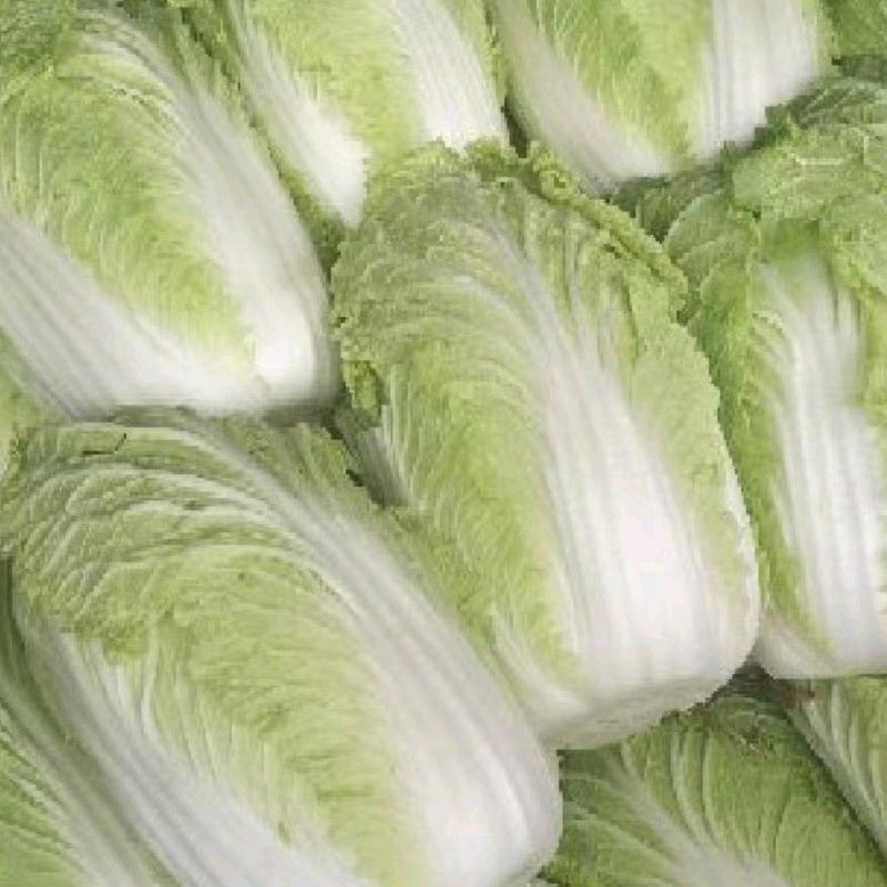 富平白菜产地直发一手货源量大价优价格美丽欢迎致电