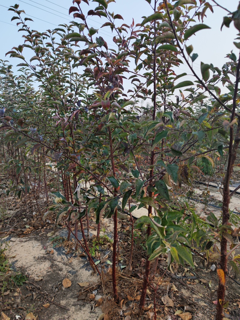 红富士苹果树苗