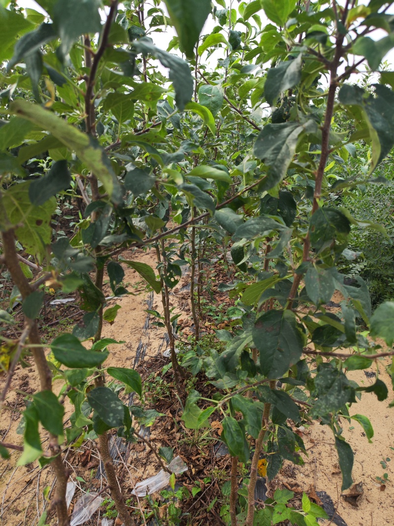 红富士苹果树苗