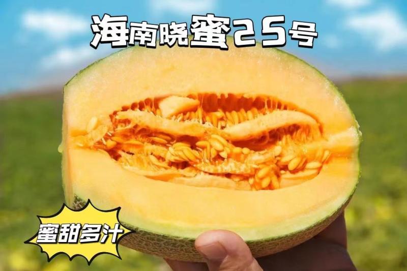 包邮秒发海南哈蜜瓜晓蜜25，日发万单，欢迎一件代发对接