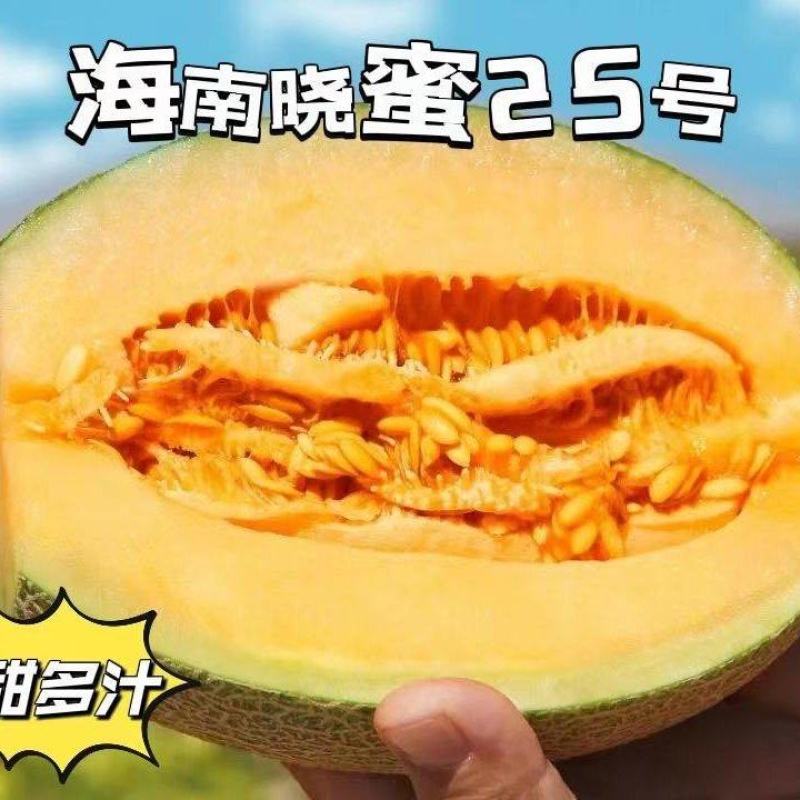 包邮秒发海南哈蜜瓜晓蜜25，日发万单，欢迎一件代发对接