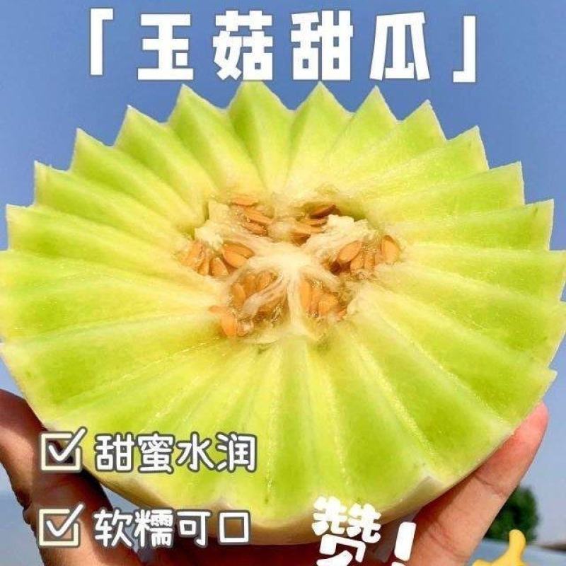 包邮秒发海南玉菇甜瓜，日发万单，欢迎一件代发対接实力代发