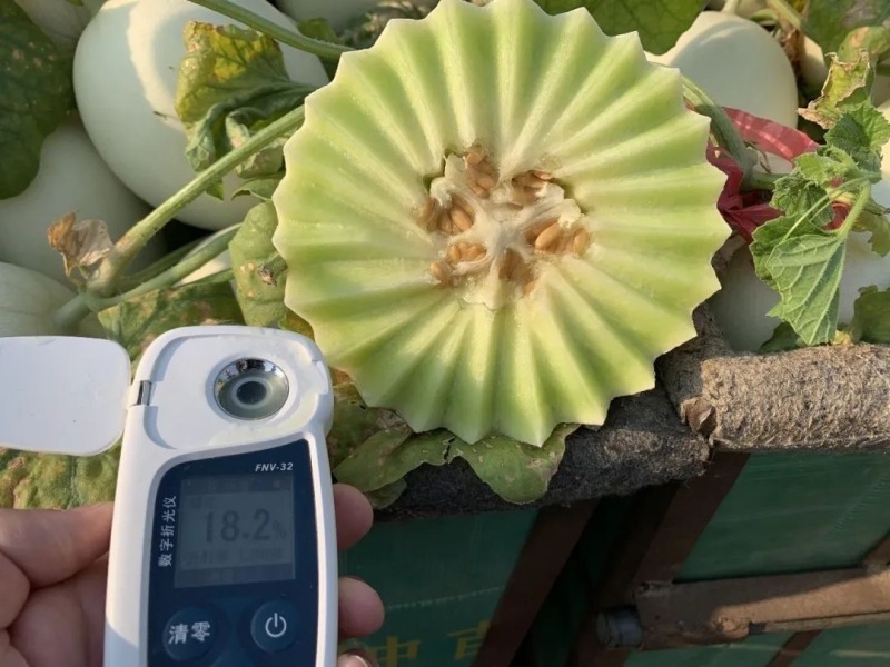 包邮秒发海南玉菇甜瓜，日发万单，欢迎一件代发対接实力代发
