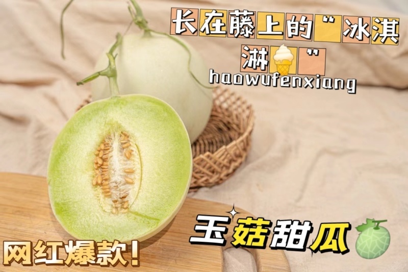 包邮秒发海南玉菇甜瓜，日发万单，欢迎一件代发対接实力代发