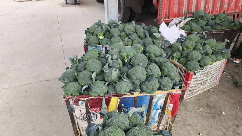 耐寒优秀西兰花产地直销量大从优保质保量