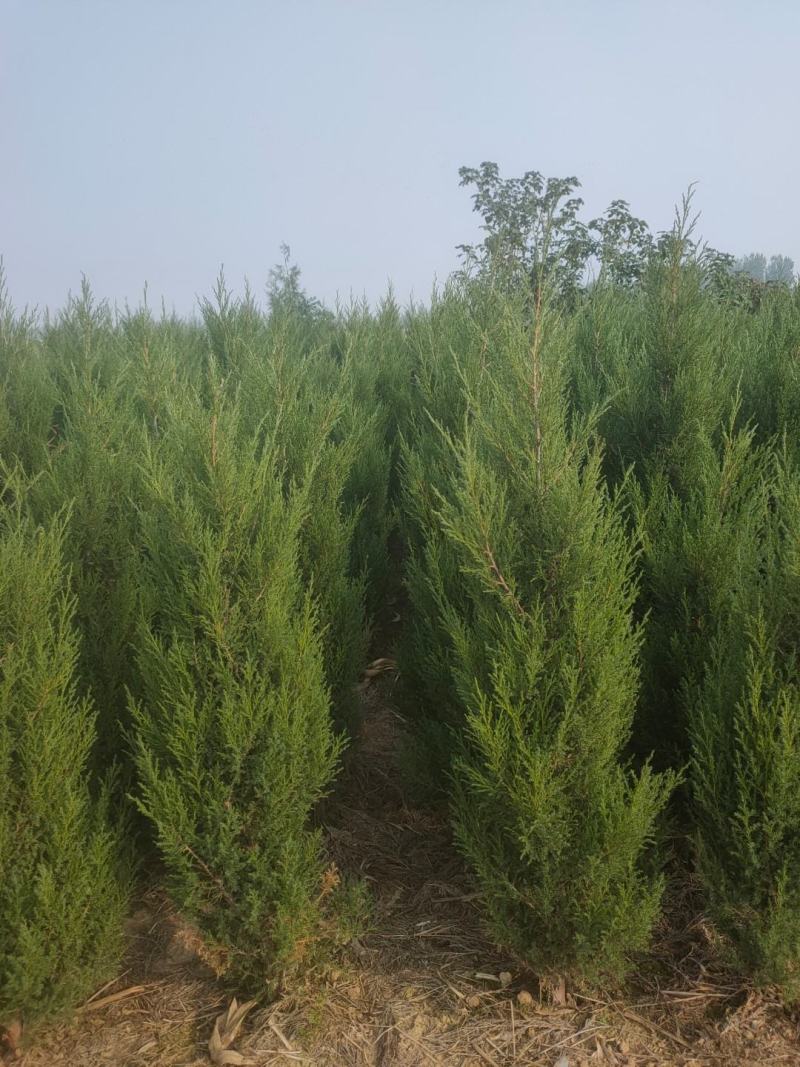 蜀桧～塔柏