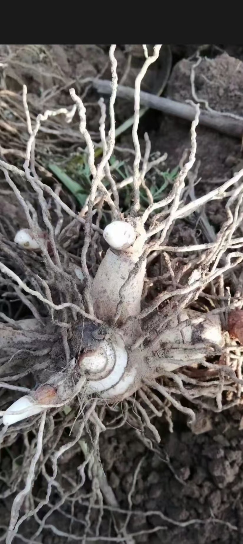 三叉紫花中宽叶块茎白芨