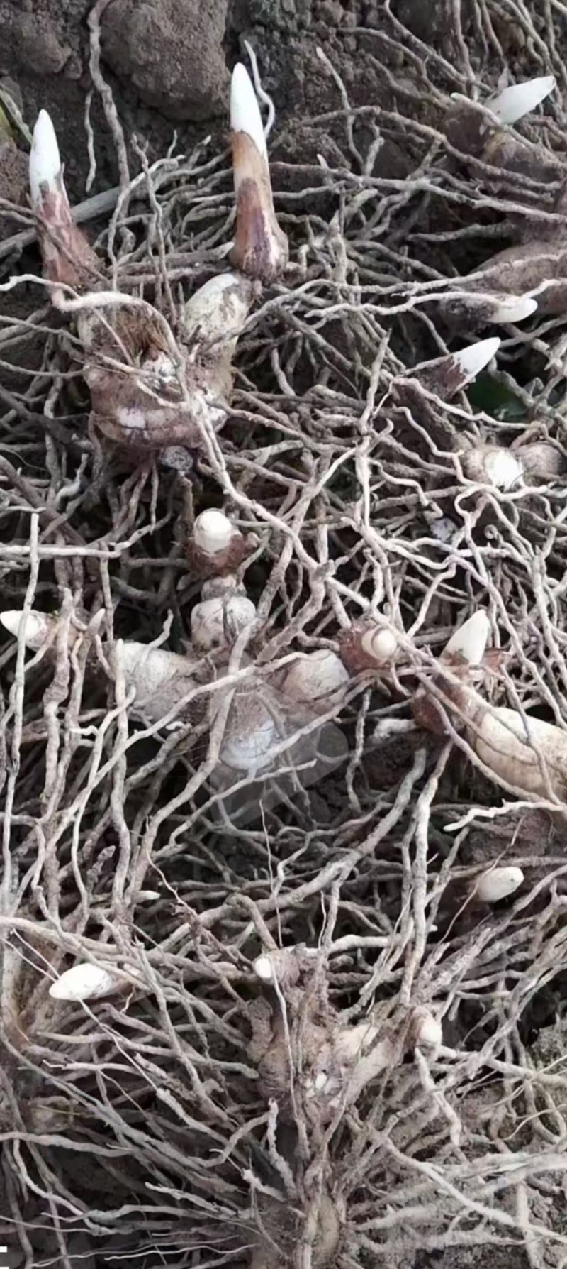 三叉紫花中宽叶块茎白芨