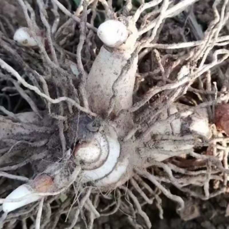 三叉紫花中宽叶块茎白芨